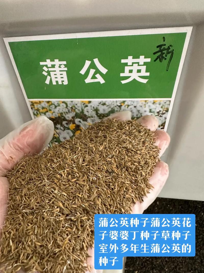蒲公英的种子像什么?从园艺视角看自然播种的设计 园艺中的蒲公英:野草还是帮手?