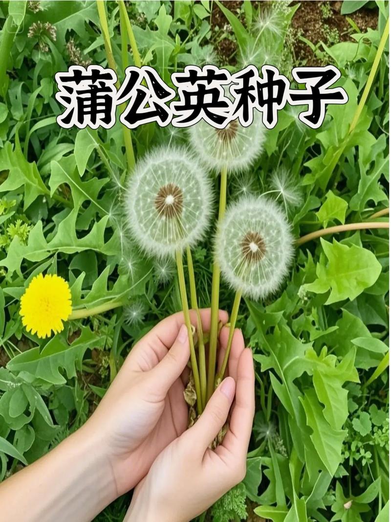 蒲公英的种子像什么?从园艺视角看自然播种的设计 蒲公英种子给园艺的启示
