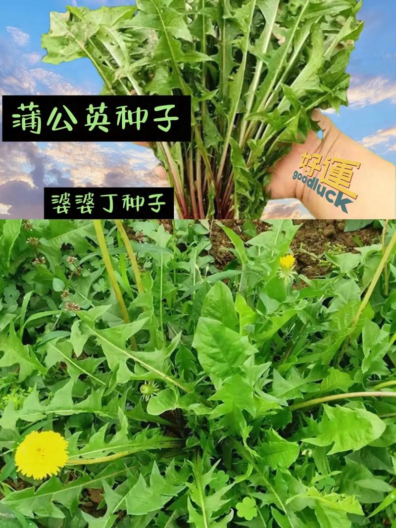 蒲公英的种子像什么?从园艺视角看自然播种的设计 结语