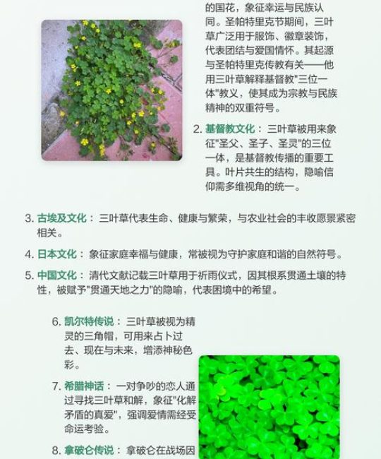 三叶草是什么寓意？从植物学特征到庭院养护全解析