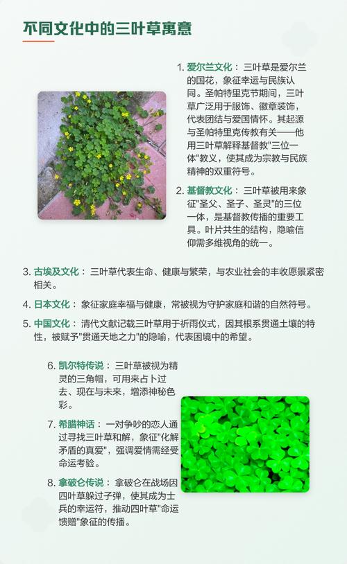 三叶草是什么寓意?从植物学特征到庭院养护全解析 三叶草是什么寓意?从植物学特征到庭院养护全解析