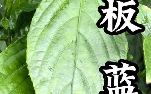 板蓝根是什么植物？——从形态特征到园艺用途全解析