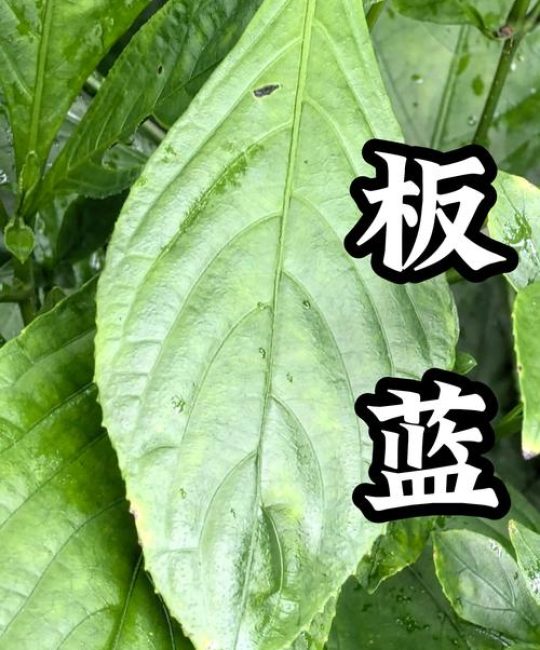 板蓝根是什么植物？——从形态特征到园艺用途全解析