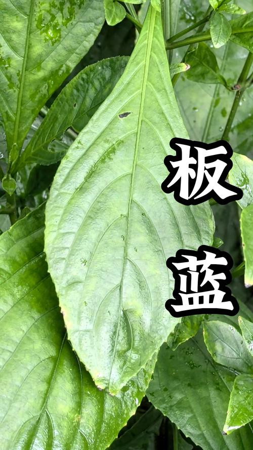 板蓝根是什么植物?——从形态特征到园艺用途全解析 板蓝根是什么植物?——从形态特征到园艺用途全解析
