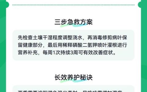 桂花干叶尖怎么解决？5步急救法恢复生机