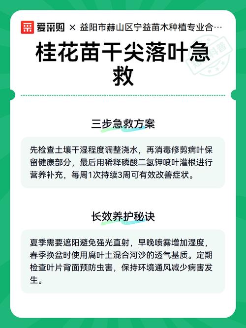 桂花干叶尖怎么解决?5步急救法恢复生机 桂花干叶尖怎么解决?5步急救法恢复生机