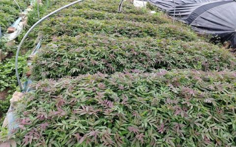 种植一亩大棚香椿要多少成本？详细预算清单与利润分析