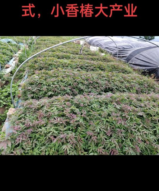 种植一亩大棚香椿要多少成本？详细预算清单与利润分析