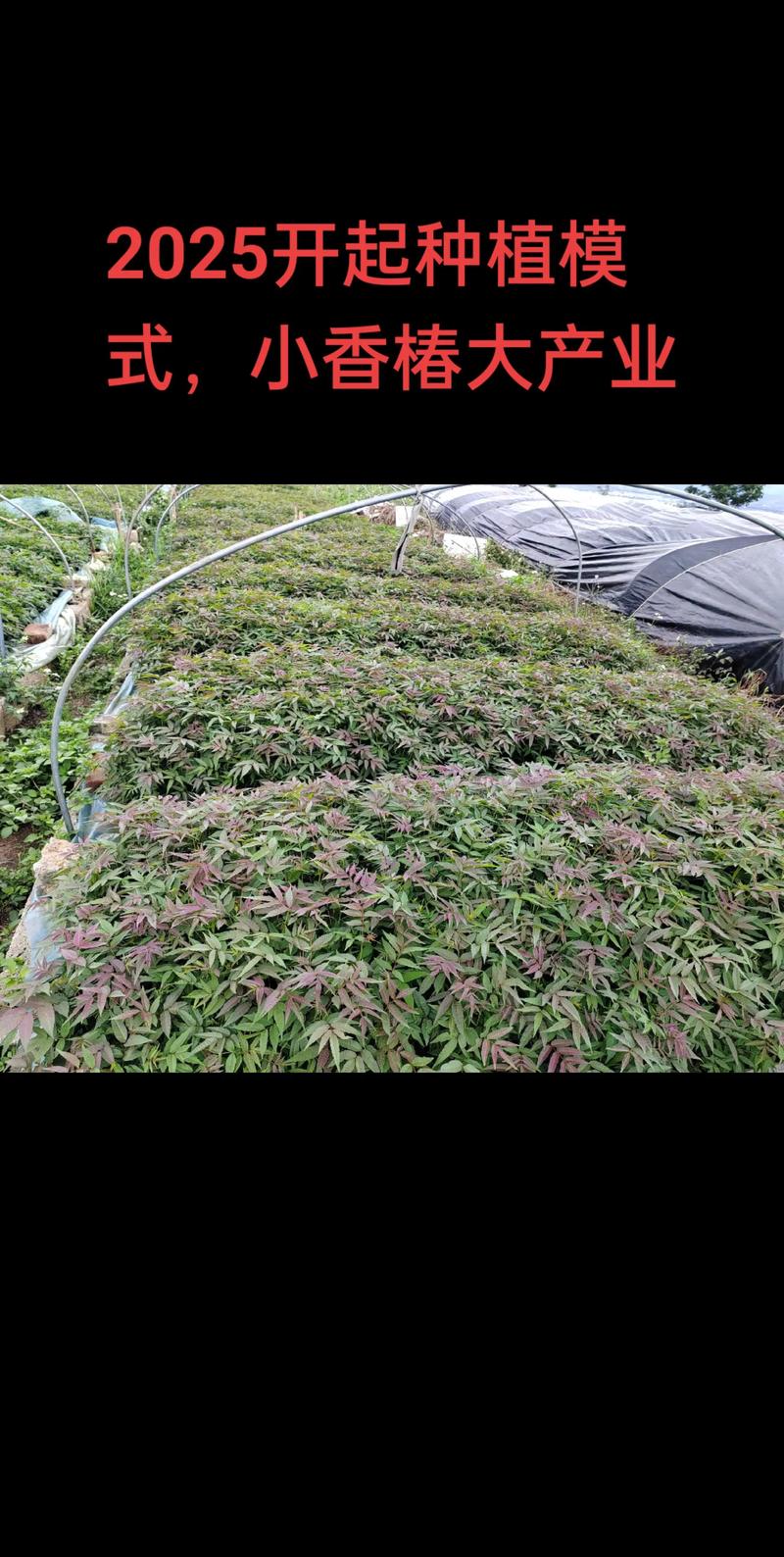 种植一亩大棚香椿要多少成本?详细预算清单与利润分析 种植一亩大棚香椿要多少成本?详细预算清单与利润分析