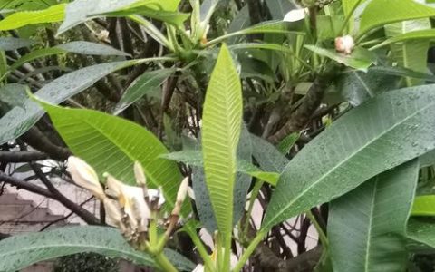 鸡蛋花是水生植物吗？正确答案与池塘边栽培指南
