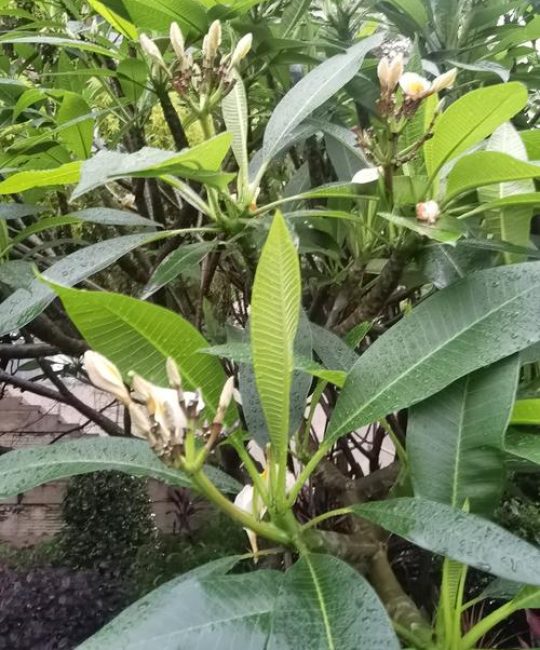 鸡蛋花是水生植物吗？正确答案与池塘边栽培指南