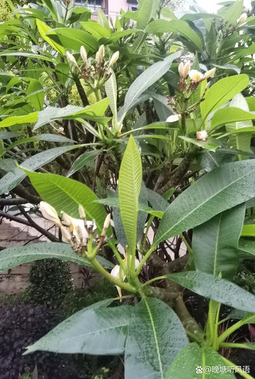 鸡蛋花是水生植物吗?正确答案与池塘边栽培指南 鸡蛋花是水生植物吗?正确答案与池塘边栽培指南