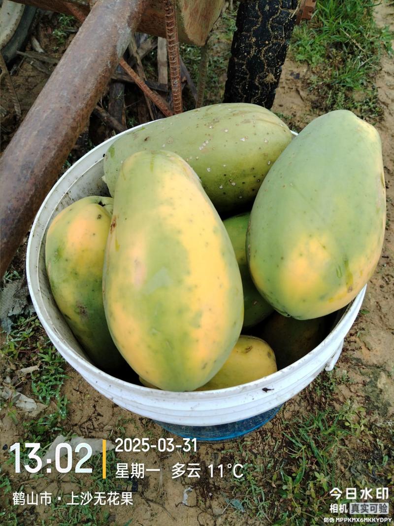 木瓜什么季节成熟?全年种植与收获时间指南 木瓜成熟季节与品种对照表