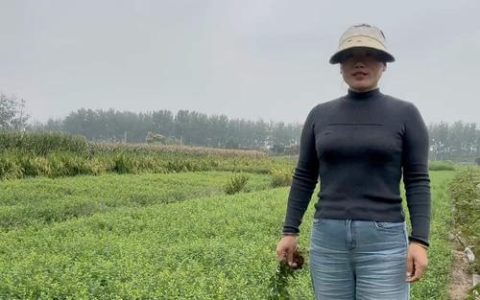 小叶扶芳藤苗多少钱一棵？2024年市场最新价格参考解析