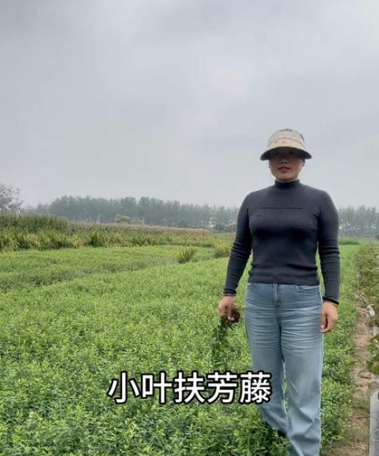 小叶扶芳藤苗多少钱一棵？2024年市场最新价格参考解析