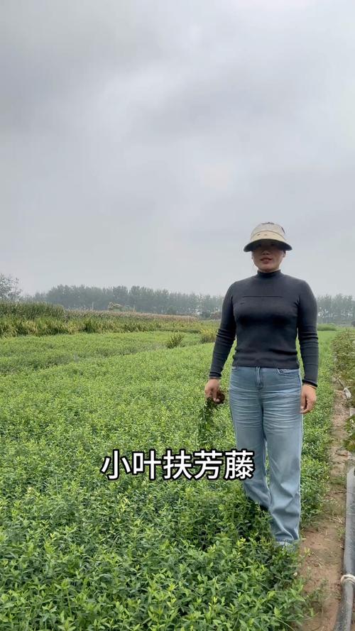 小叶扶芳藤苗多少钱一棵?2024年市场最新价格参考解析 一、价格快速参考