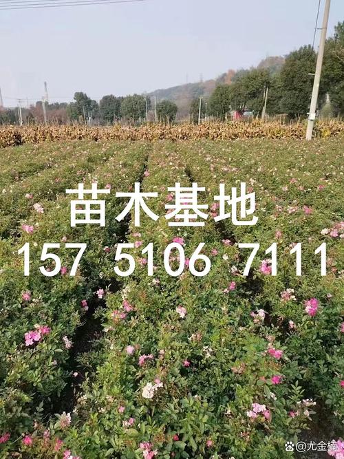 小叶扶芳藤苗多少钱一棵?2024年市场最新价格参考解析 五、咨询指南