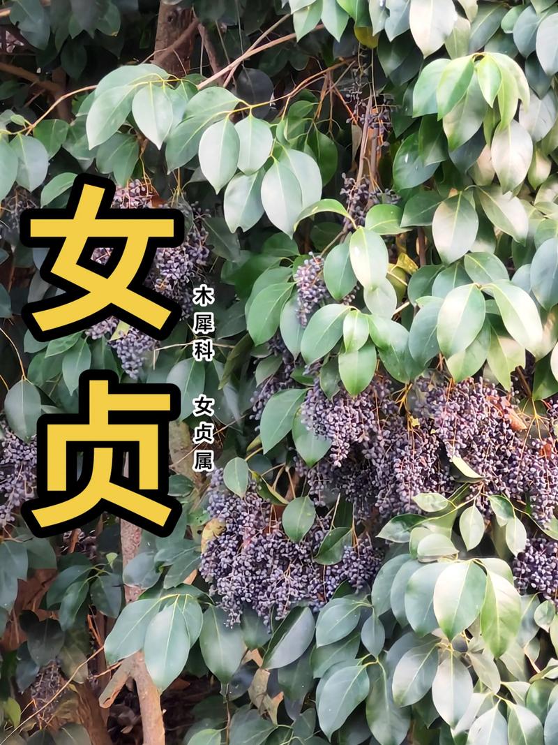 女贞果实(女贞子)的功效与作用详解 食用常识与加工处理