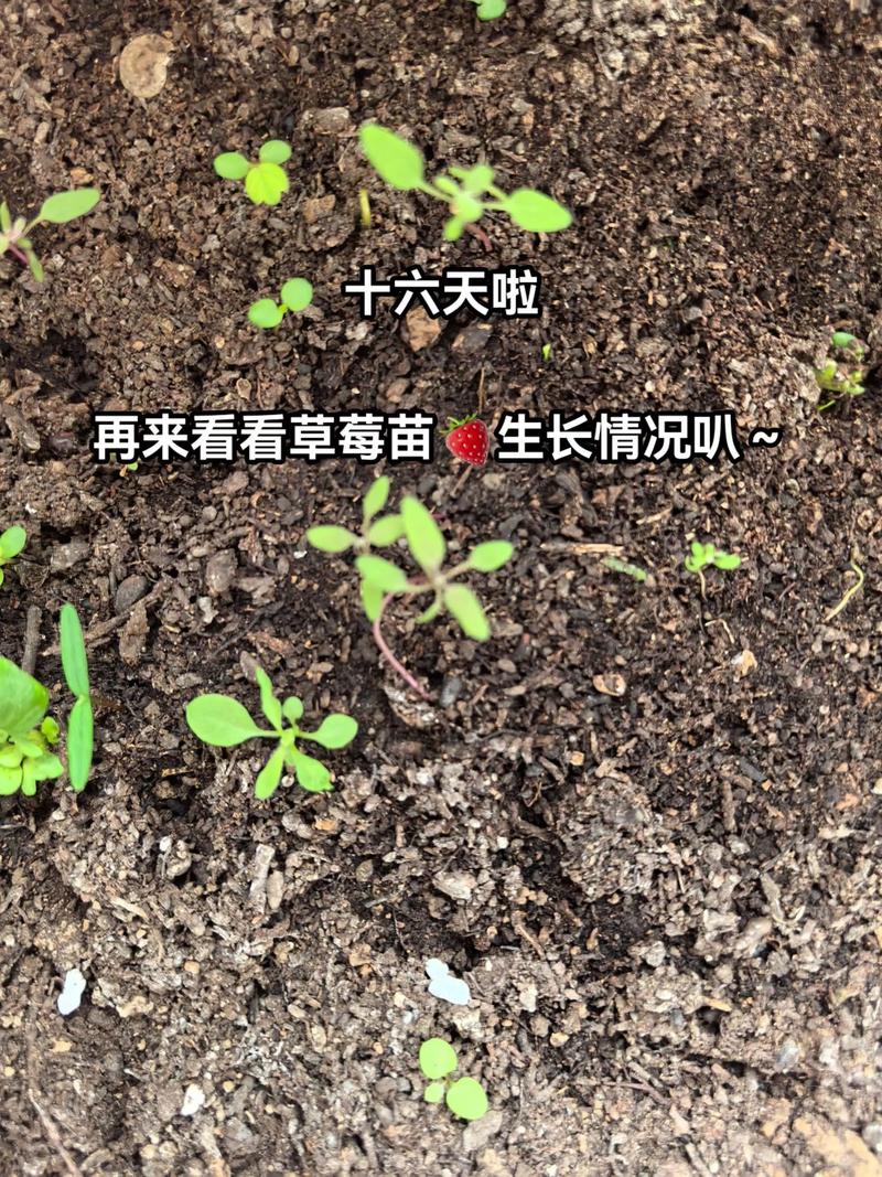 草莓苗批发价格是多少?2024年最新市场行情参考 数量:批发量级决定单价折扣