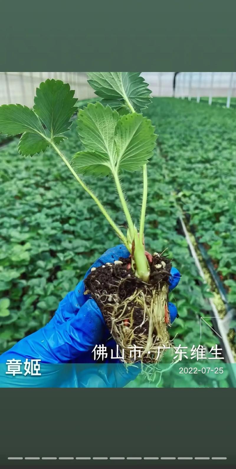 草莓苗批发价格是多少?2024年最新市场行情参考 运输:包装与距离决定附加成本