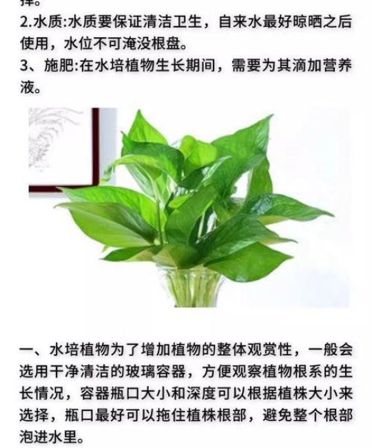 水培绿萝施肥需施什么肥料？家庭养护完整指南