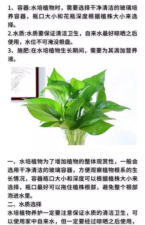 水培绿萝施肥需施什么肥料?家庭养护完整指南 一、施肥:薄肥勤施,水培专用是关键