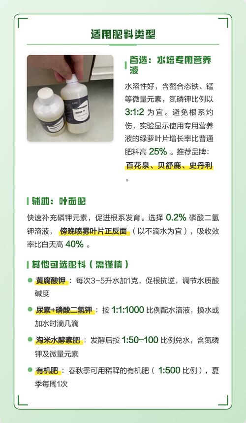 水培绿萝施肥需施什么肥料?家庭养护完整指南 四、修剪:促进侧枝与更新
