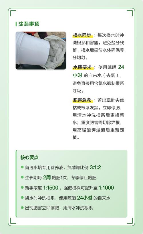水培绿萝施肥需施什么肥料?家庭养护完整指南 五、越冬:低于10℃需防寒