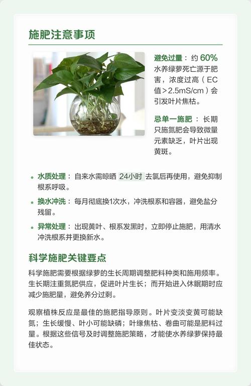 水培绿萝施肥需施什么肥料?家庭养护完整指南 六、容器与水位管理:换盆即换“土”