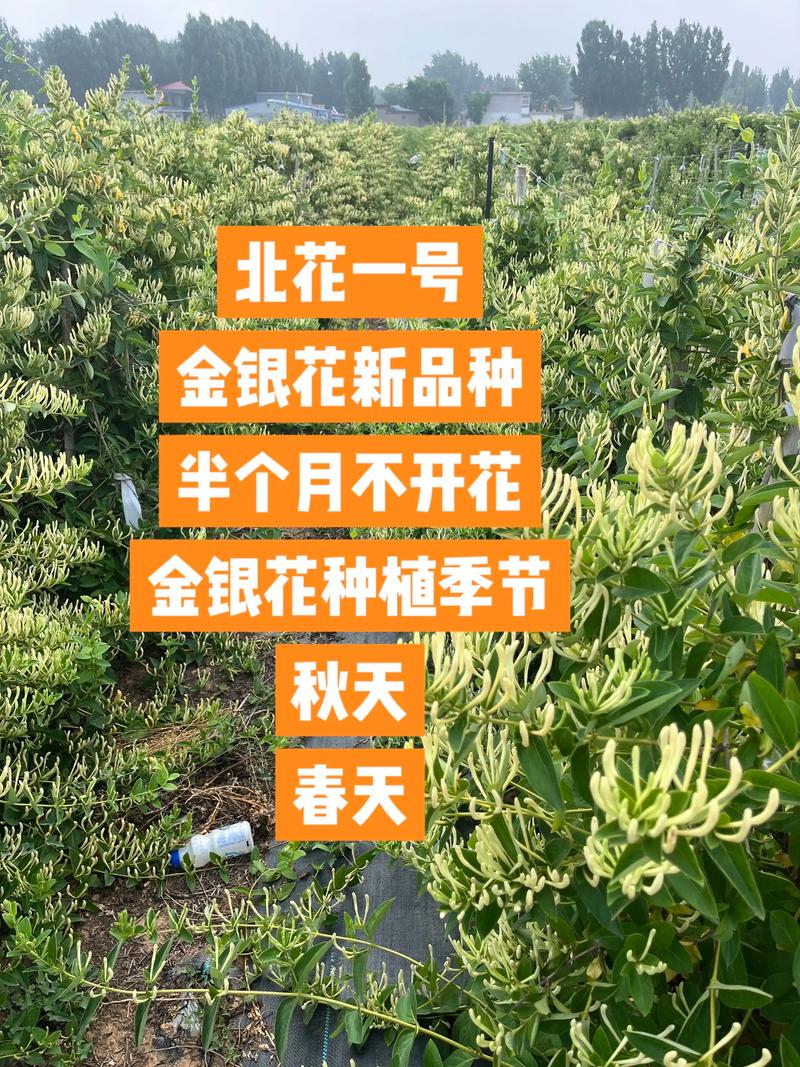 家里金银花怎么种植?七步操作指南,新手也能种活种好 四、栽植深度