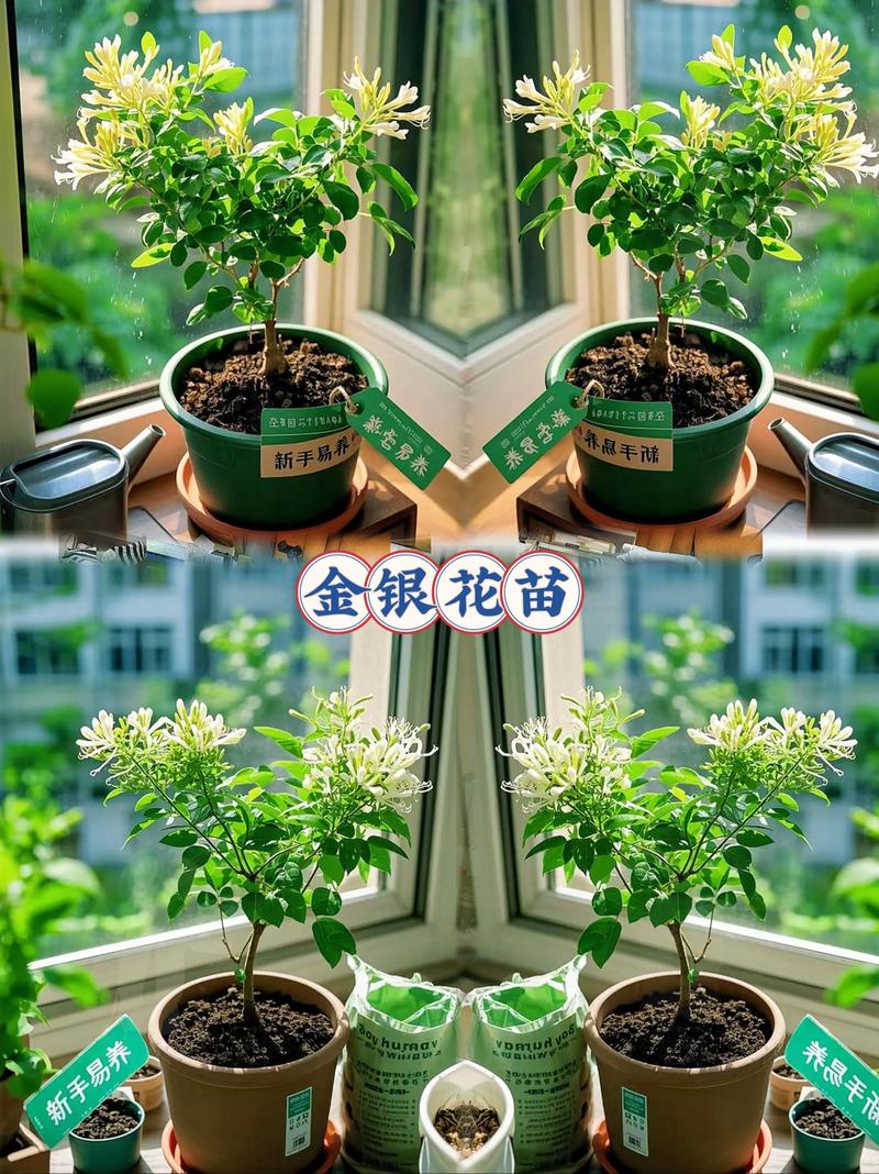 家里金银花怎么种植?七步操作指南,新手也能种活种好 六、缓苗管理