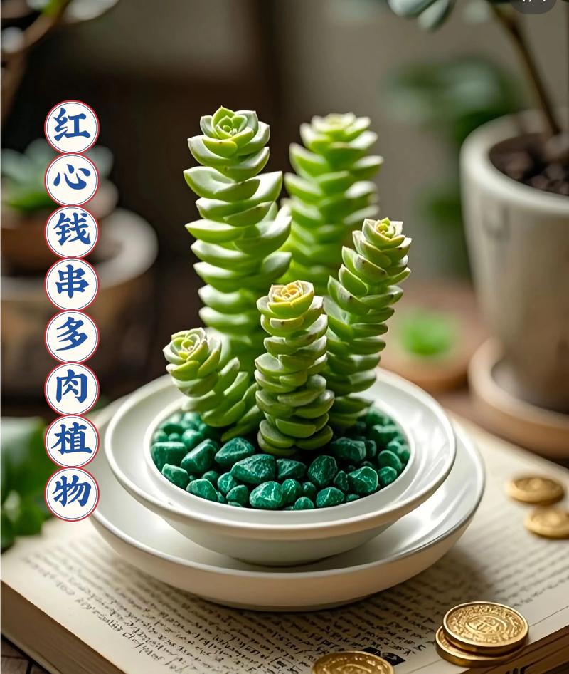 多肉植物盆栽多少钱?2026年最新价格区间与影响因素详解 五大影响因素拆解
