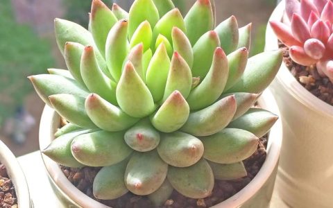 多肉植物盆栽多少钱？2026年最新价格区间与影响因素详解