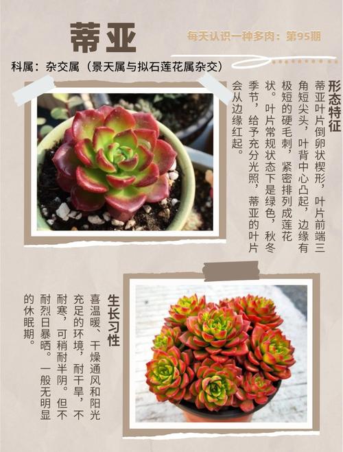 多肉植物盆栽多少钱?2026年最新价格区间与影响因素详解 综合价格区间与建议