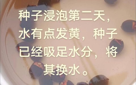 花种子需要泡水吗？园艺新手必知的播种前处理常识