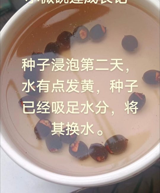 花种子需要泡水吗？园艺新手必知的播种前处理常识
