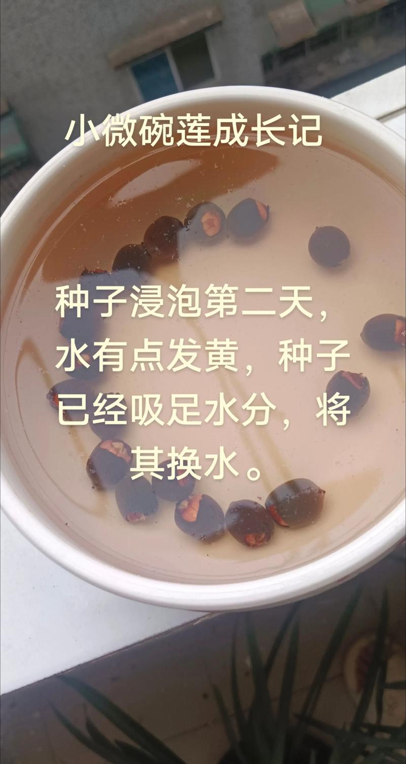 花种子需要泡水吗?园艺新手必知的播种前处理常识 花种子需要泡水吗?园艺新手必知的播种前处理常识