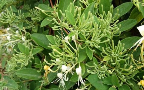 如何采摘金银花？掌握最佳花期与采摘技巧，收获高品质花蕾