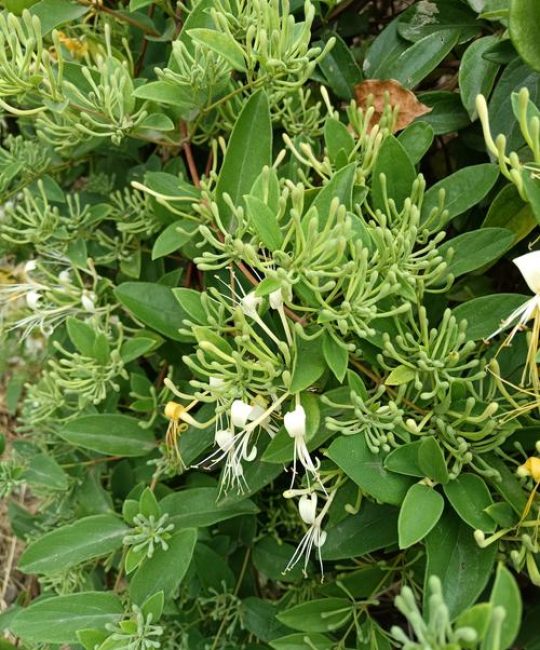 如何采摘金银花？掌握最佳花期与采摘技巧，收获高品质花蕾