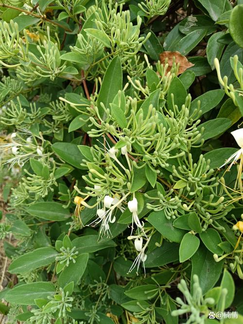 如何采摘金银花?掌握最佳花期与采摘技巧,收获高品质花蕾 金银花的花期、果期与观赏期说明