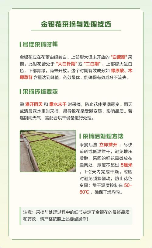 如何采摘金银花?掌握最佳花期与采摘技巧,收获高品质花蕾 促花促果养护步骤(针对采摘用户)