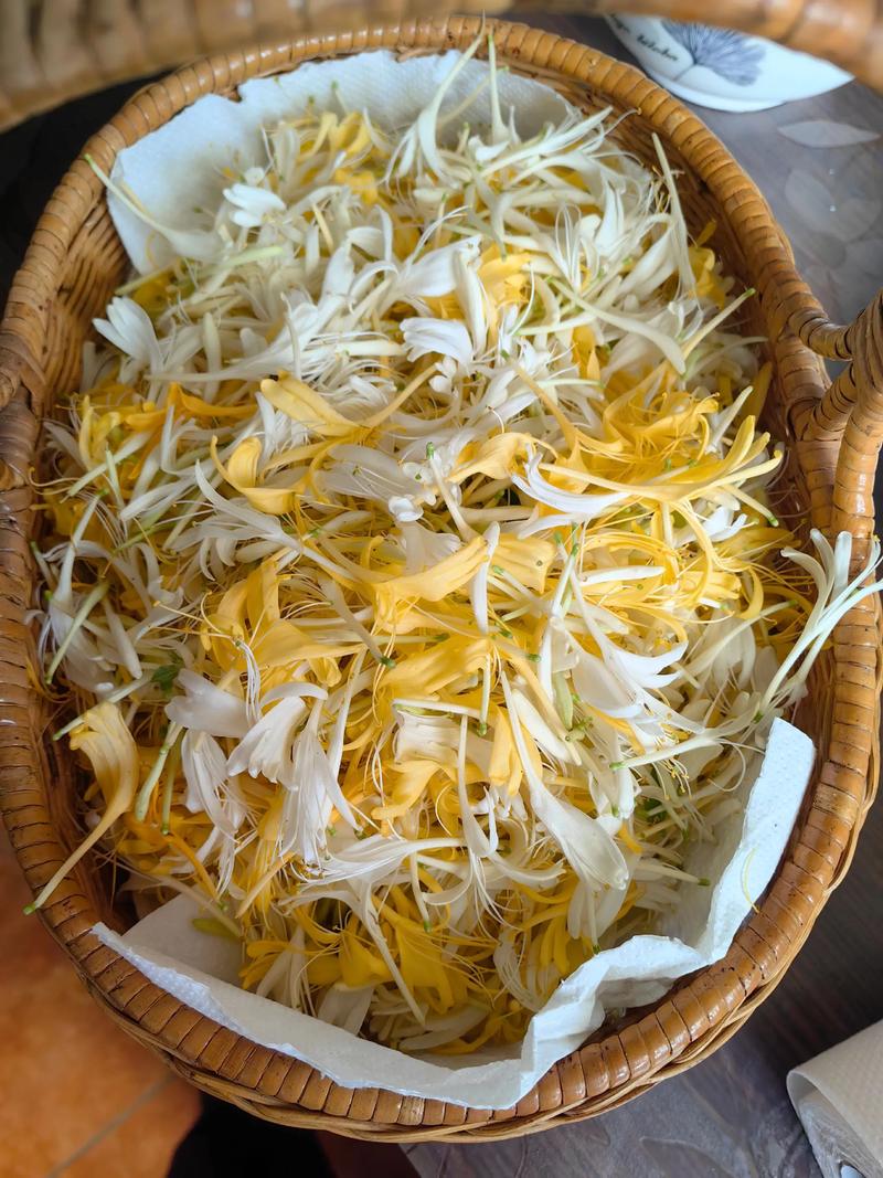 如何采摘金银花?掌握最佳花期与采摘技巧,收获高品质花蕾 影响金银花开花结果的关键因素