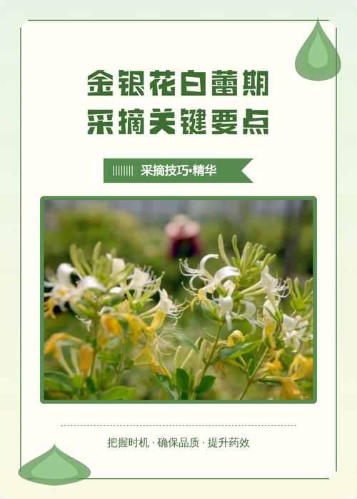 如何采摘金银花?掌握最佳花期与采摘技巧,收获高品质花蕾 FAQ