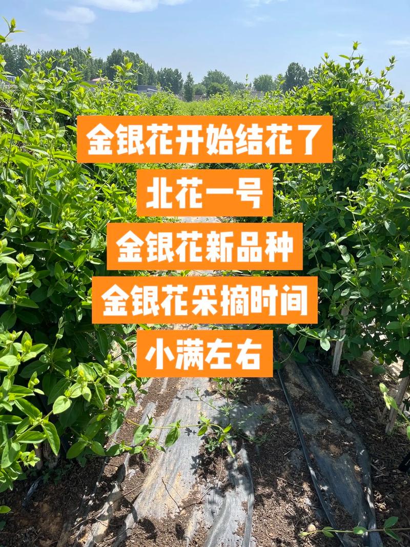如何采摘金银花?掌握最佳花期与采摘技巧,收获高品质花蕾 总结
