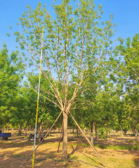 15公分白蜡树价格是多少？规格、产地、季节影响报价