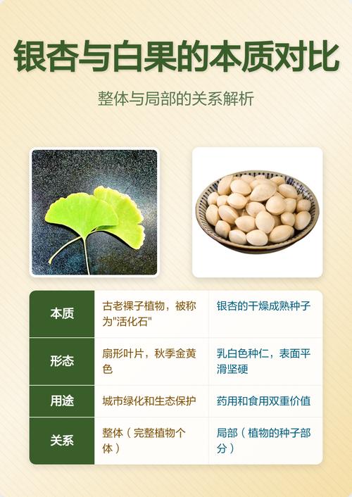 白果树与银杏什么区别?专家解答:它们是同一种树,叫法不同而已 四、2026年种植建议:按需求选树型