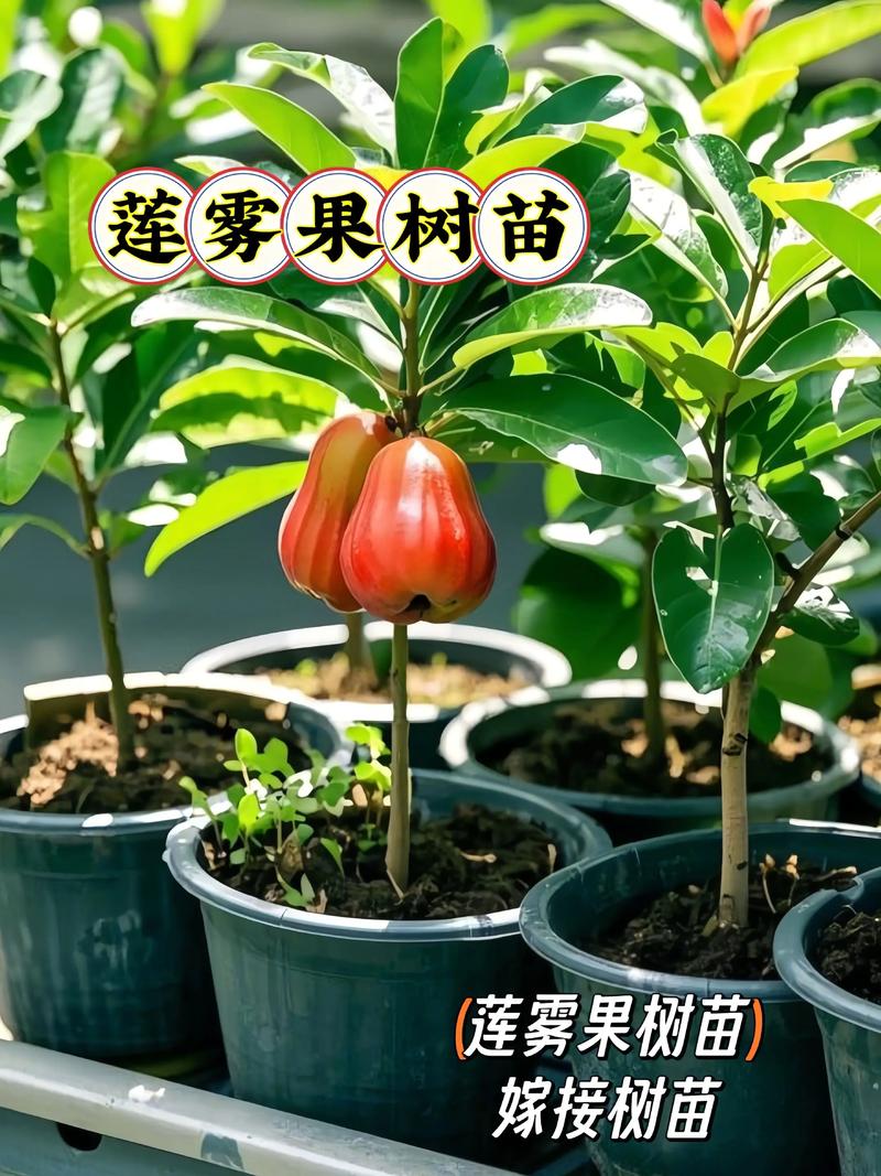 适合阳台种植的果树推荐:6种易活易结果的品种及种植指南 5. 石榴:四季花果同树