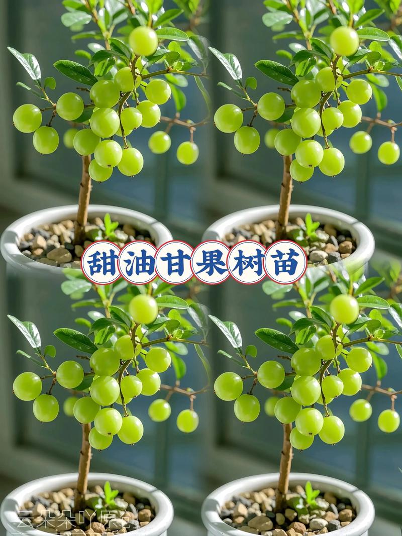 适合阳台种植的果树推荐:6种易活易结果的品种及种植指南 6. 百香果:藤本阳台的丰收选择