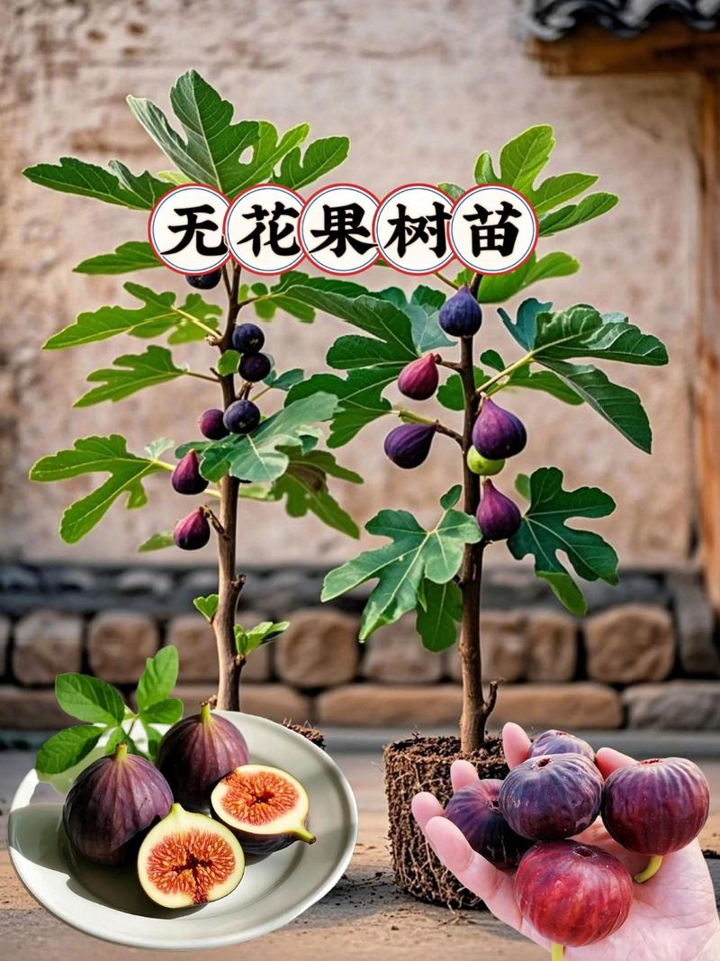 适合阳台种植的果树推荐:6种易活易结果的品种及种植指南 通用阳台种植注意事项