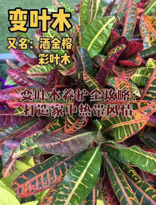 变叶木适合室内吗?科学养护指南与注意事项 变叶木的基本特性与室内适应性分析